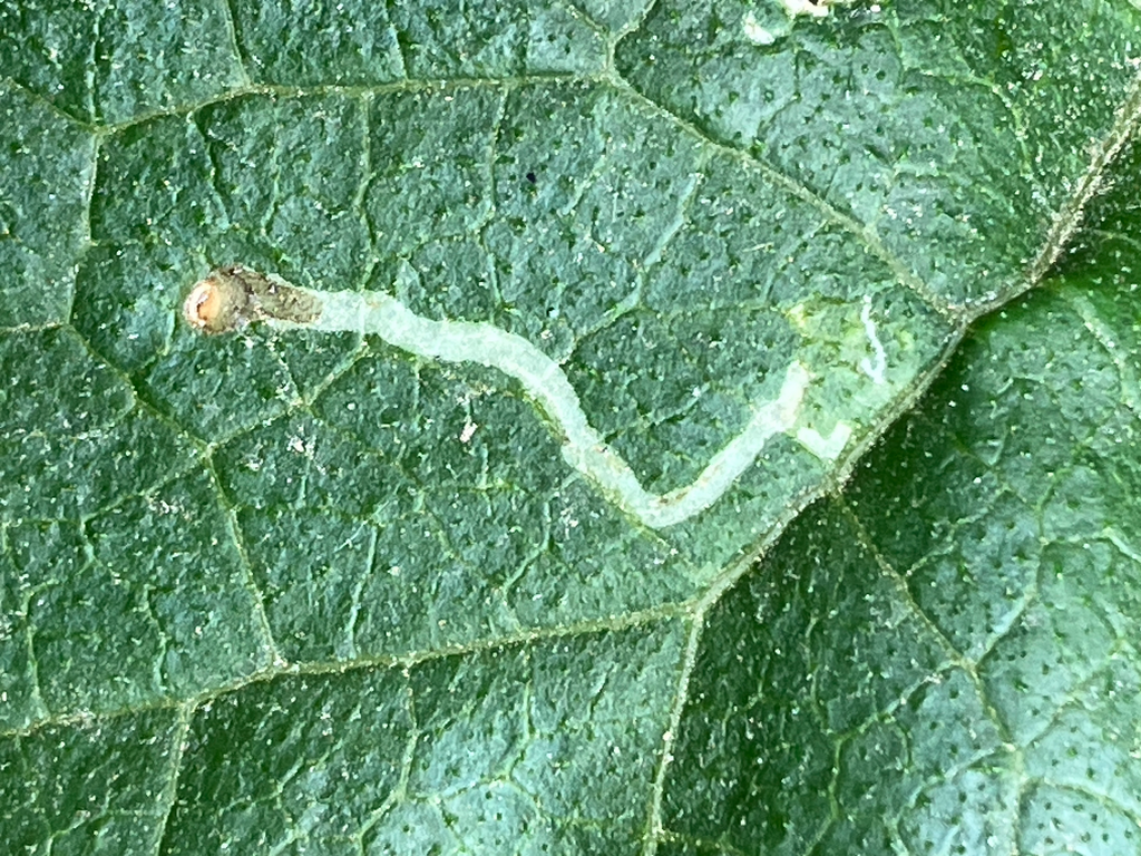 Leaf-miner Flies from San Diego, California, United States on May 22 ...