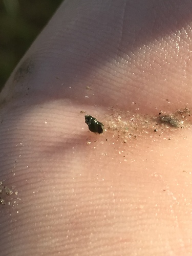 Sportinggoods Tryonia