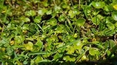 Hydrocotyle microphylla