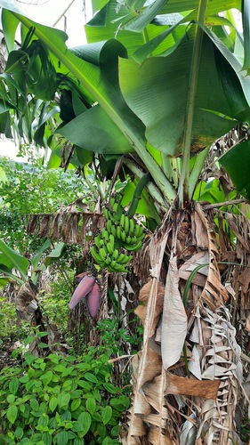 Musa acuminata image