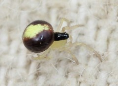 Theridula