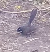 Rhipidura albogularis