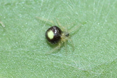 Theridula
