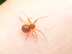 Thymoites unimaculatus