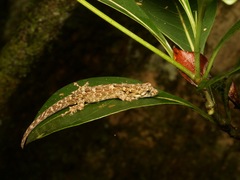 Gunther's Dwarf Gecko photo 3