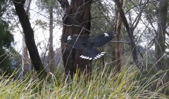 Strepera versicolor arguta