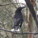 Tasmanian Grey Currawong - Photo (c) James Bailey, some rights reserved (CC BY-NC), uploaded by James Bailey