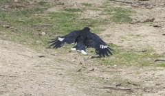 Strepera versicolor arguta