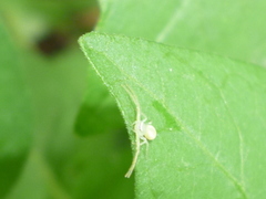 Misumessus oblongus
