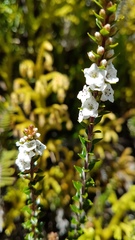 Epacris pauciflora
