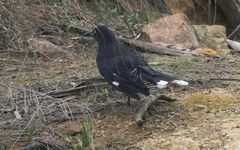 Strepera versicolor arguta