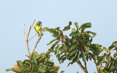 Poicephalus senegalus