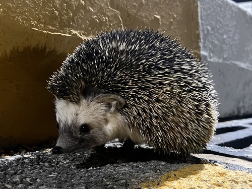 Desert Hedgehog