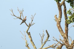Streptopelia vinacea