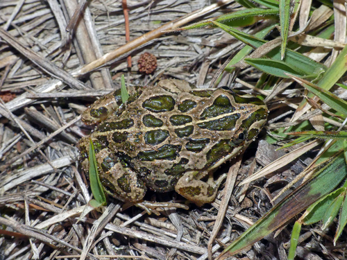 Spotted Marsh Frog, photo 6 of 10