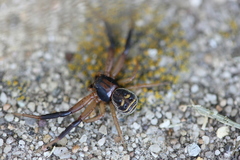 Xysticus texanus