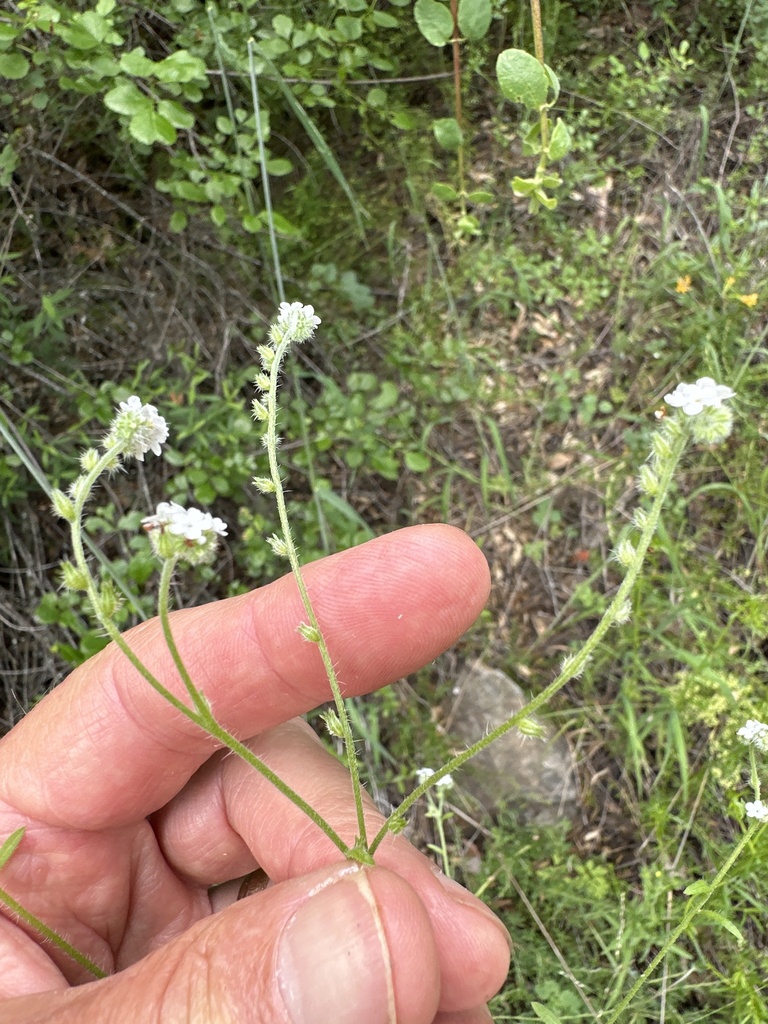 cleveland's cryptantha from Orange County, Cleveland National Forest ...