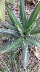 Agave funkiana