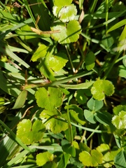 Hydrocotyle microphylla