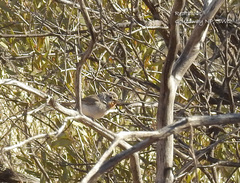 Pyrrholaemus brunneus