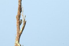 Chloropicus goertae