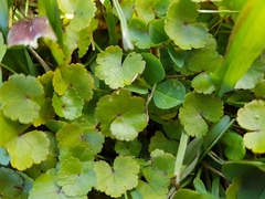 Hydrocotyle microphylla