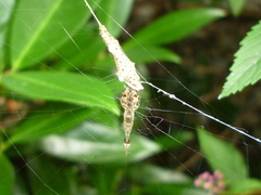 Uloborus glomosus