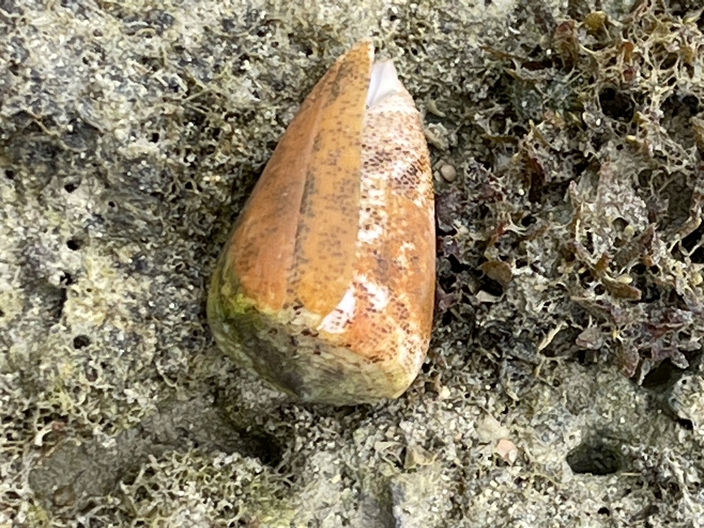 Sand-dusted cone