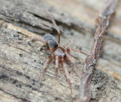 Phrurolithidae