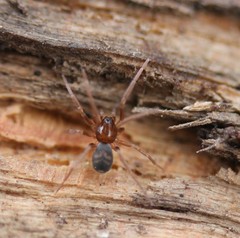 Phrurolithidae
