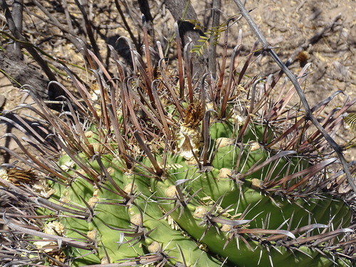 Image of Ferocactus herrerae by (c) Alexis López Hernández, some rights reserved (CC BY)