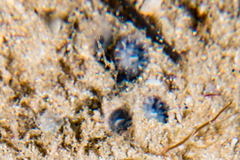 Astrangia woodsi