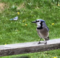 Cyanocitta cristata image
