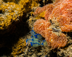 Clavelina australis