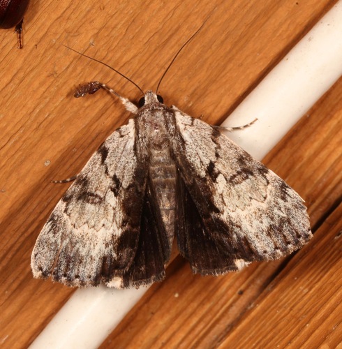 Gloomy Underwing photo 5