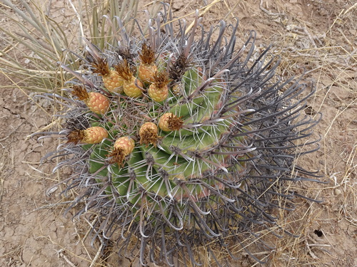 Image of Ferocactus herrerae by (c) Alexis López Hernández, some rights reserved (CC BY)