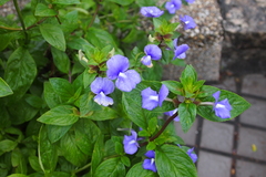 Achetaria azurea