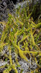 Lateristachys lateralis