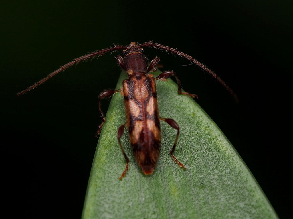 Wattle longhorn