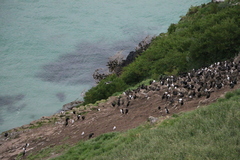 Leucocarbo chalconotus