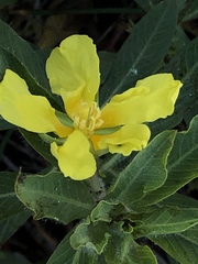 Ludwigia peploides montevidensis