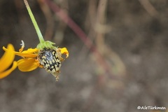 Euphoria subtomentosa