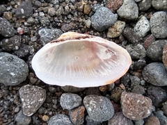 Barbatia novaezealandiae