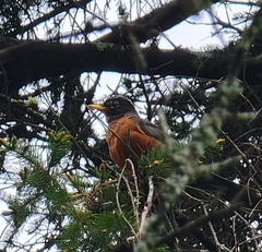 Turdus migratorius image