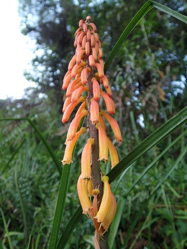 Kniphofia thomsonii var. thomsonii image