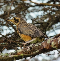 Turdus migratorius image
