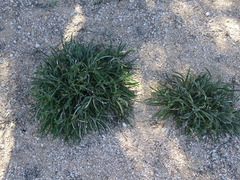 Pseudognaphalium leucocephalum