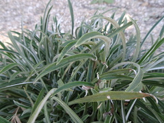 Pseudognaphalium leucocephalum