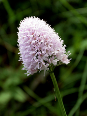 Traunsteinera globosa