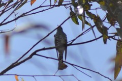 Chrysococcyx lucidus lucidus